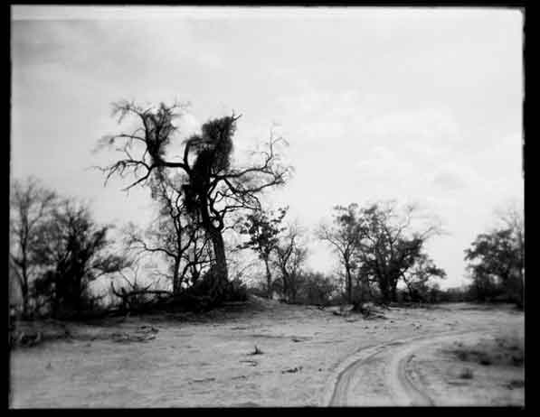 "Okavanga Delta" - Botswana, Africa. A river bed that was a road and then became a river again. A B&W Holga Photograph by Annelize Bester