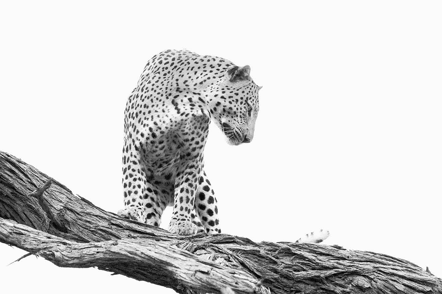 2007 "Leopard" a B&W Photograph by Annelize Bester